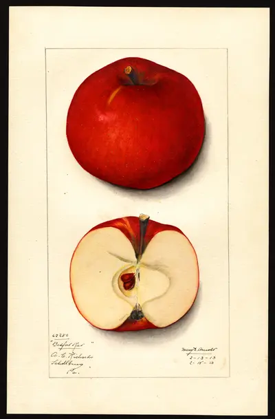 Watercolor of Bedford Red