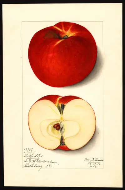 USDA watercolor illustration of Bedford Red