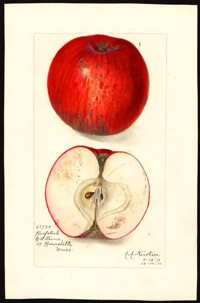 Watercolor of Beefsteak