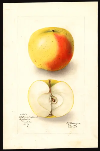 Watercolor of Bellflower Improved