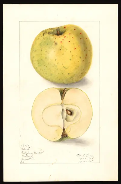 USDA watercolor illustration of Belmont