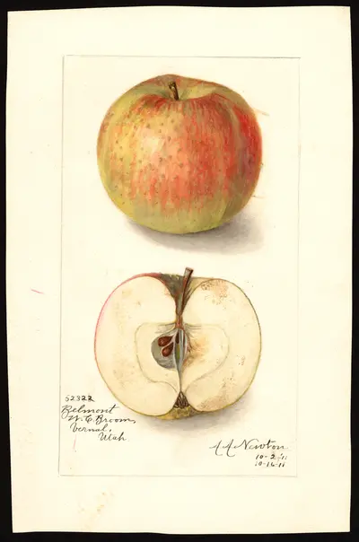 USDA watercolor illustration of Belmont