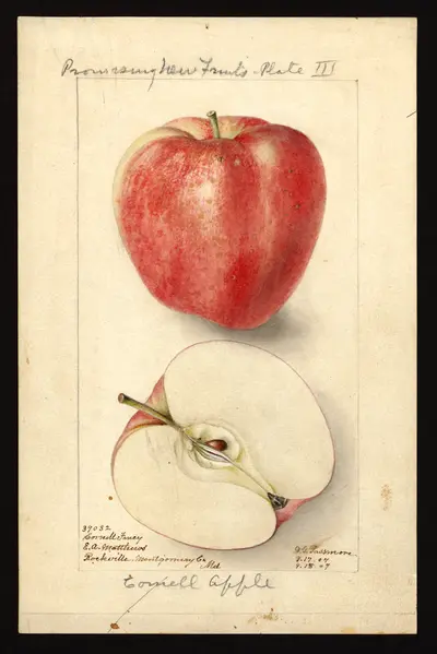 USDA watercolor illustration of Cornell