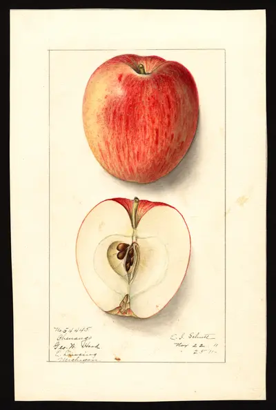 USDA watercolor illustration of Chenango