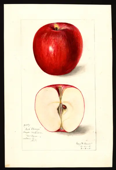 USDA watercolor illustration of Chenango