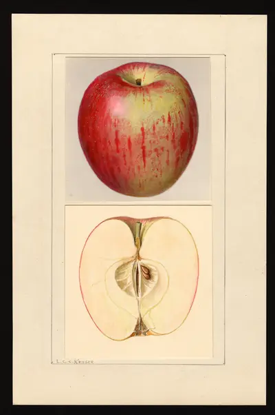 USDA watercolor illustration of Chenango