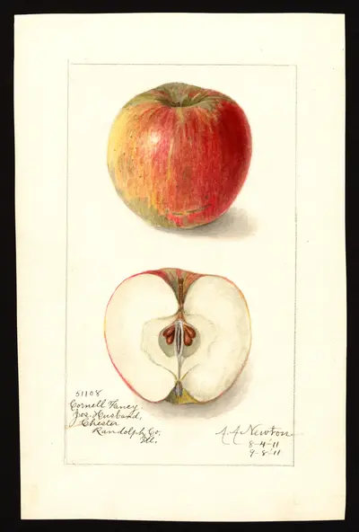 USDA watercolor illustration of Cornell