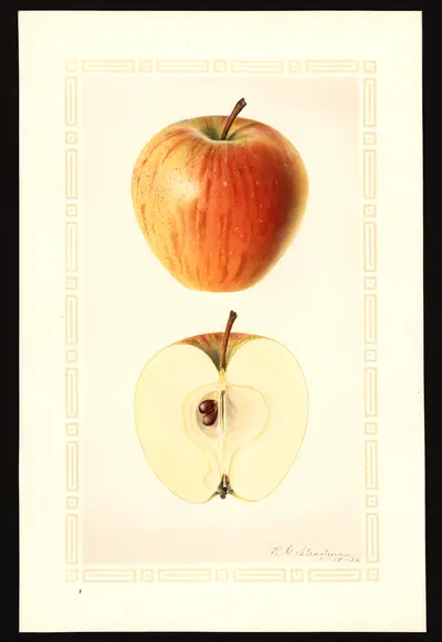 USDA watercolor illustration of Cornell