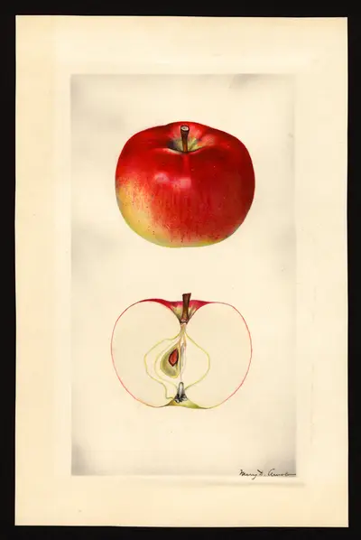 Watercolor of Cortland