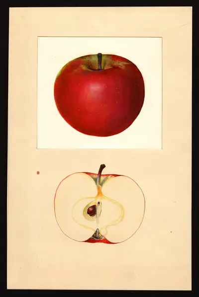 USDA watercolor illustration of CORTLAND