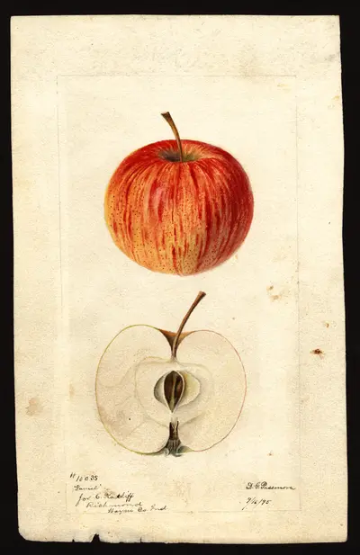 Watercolor of Daniels