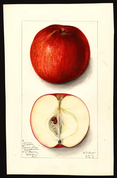 Watercolor of Deacon Jones