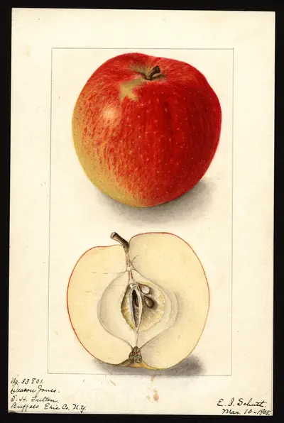 USDA watercolor illustration of Deacon Jones