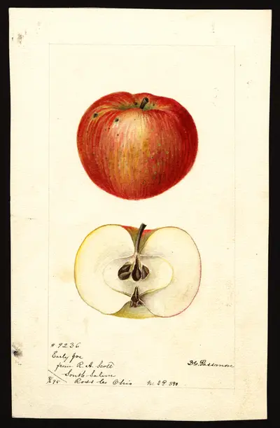 USDA watercolor illustration of Early Joe