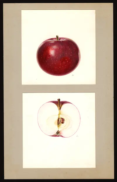 USDA watercolor illustration of Early McIntosh