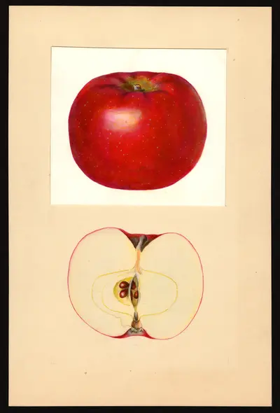 USDA watercolor illustration of Early McIntosh