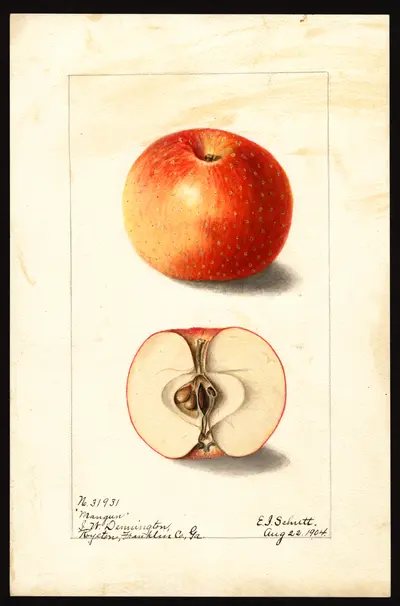 Watercolor of Mangum