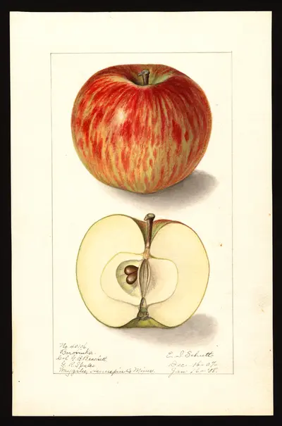 USDA watercolor illustration of Borovinka