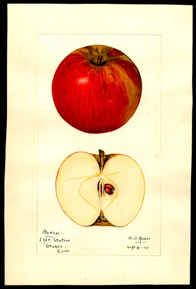 Watercolor of Benoni