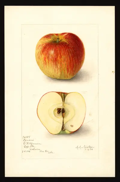 USDA watercolor illustration of Benoni