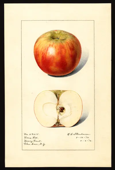 Watercolor of Ben's Red