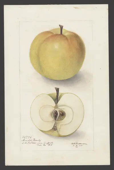 Watercolor of Arnold