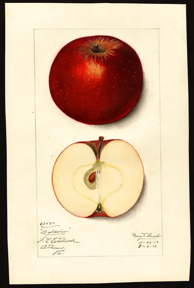 USDA watercolor illustration of Baldwin