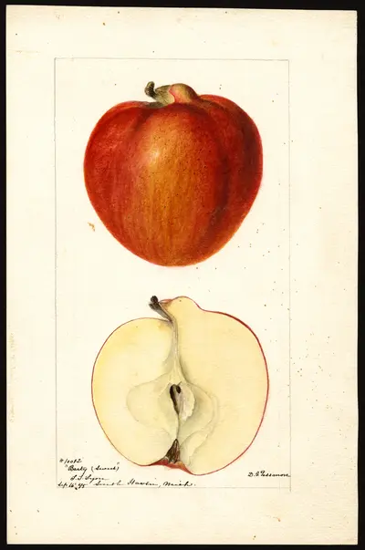 Watercolor of Barty Sweet