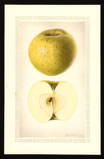USDA watercolor illustration of Canada Reinette