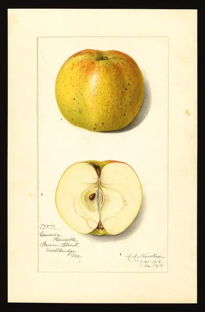 USDA watercolor illustration of Canada Reinette
