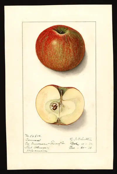 Watercolor of Cannon Pearmain