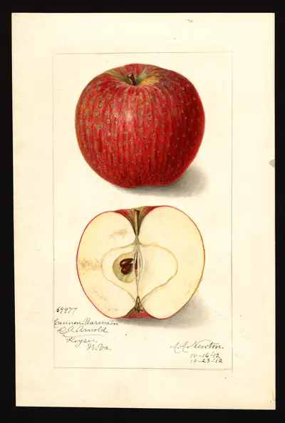 USDA watercolor illustration of Cannon Pearmain