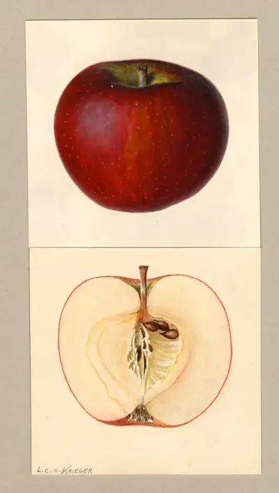 Watercolor of Carlton
