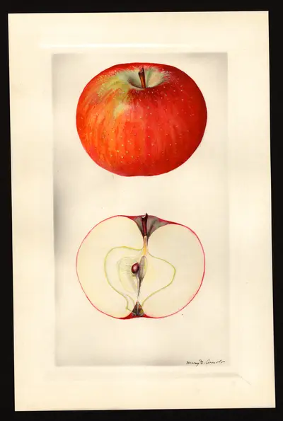 USDA watercolor illustration of Carlton