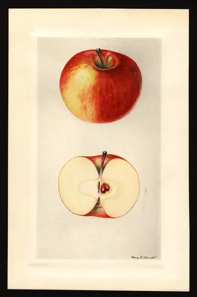 USDA watercolor illustration of CARSON