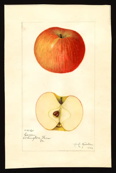 USDA watercolor illustration of CARSON