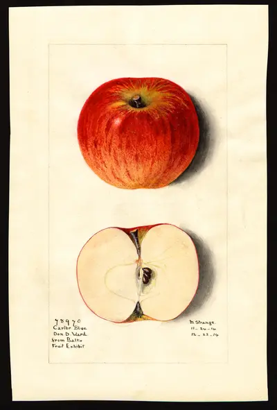 Watercolor of Carter's Blue