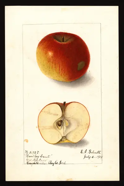 USDA watercolor illustration of Bentley