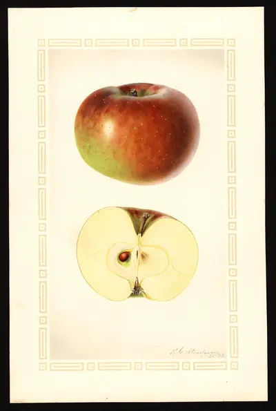 USDA watercolor illustration of Berry Red