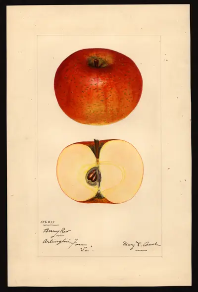 USDA watercolor illustration of Berry Red