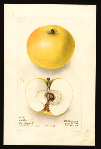 Watercolor of Bertha