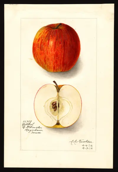 USDA watercolor illustration of Bethel