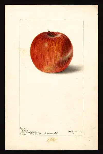 USDA watercolor illustration of Bethel