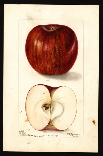 USDA watercolor illustration of Bethel