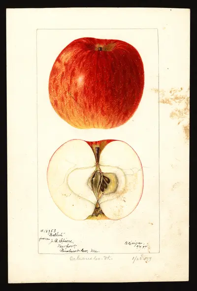 USDA watercolor illustration of Bethel