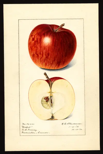 USDA watercolor illustration of Bethel