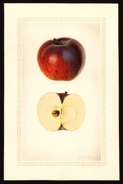 USDA watercolor illustration of Bethel