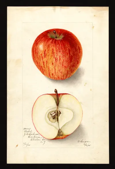 USDA watercolor illustration of Bethel