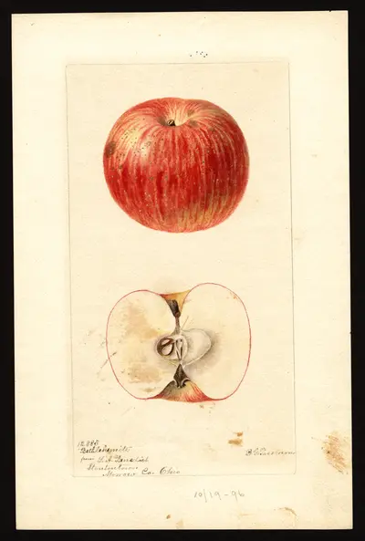 USDA watercolor illustration of Bethlemite