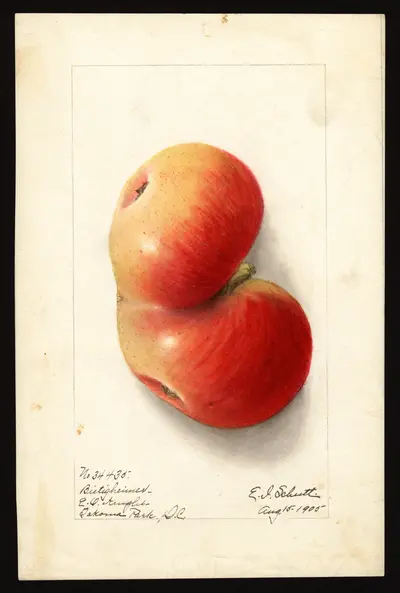 USDA watercolor illustration of Bietigheimer